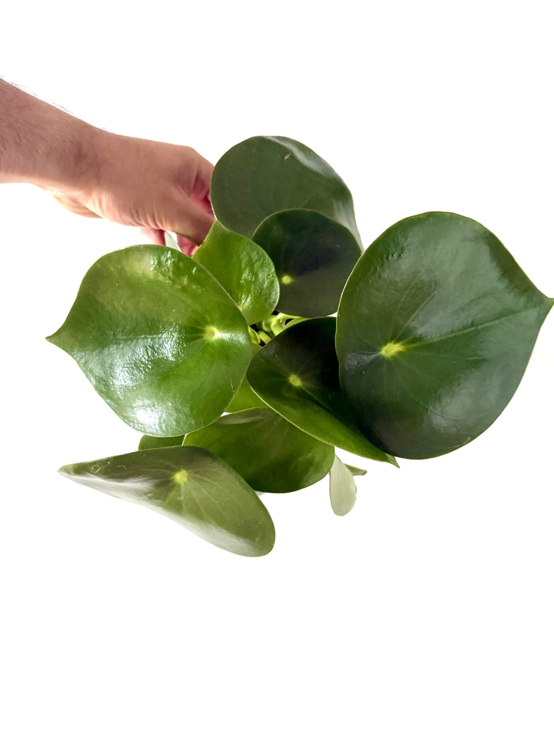 Peperomia polybotrya raindrop