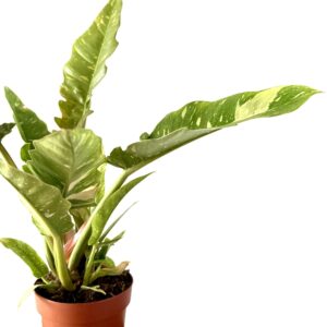 Philodendron 'Ring of Fire'