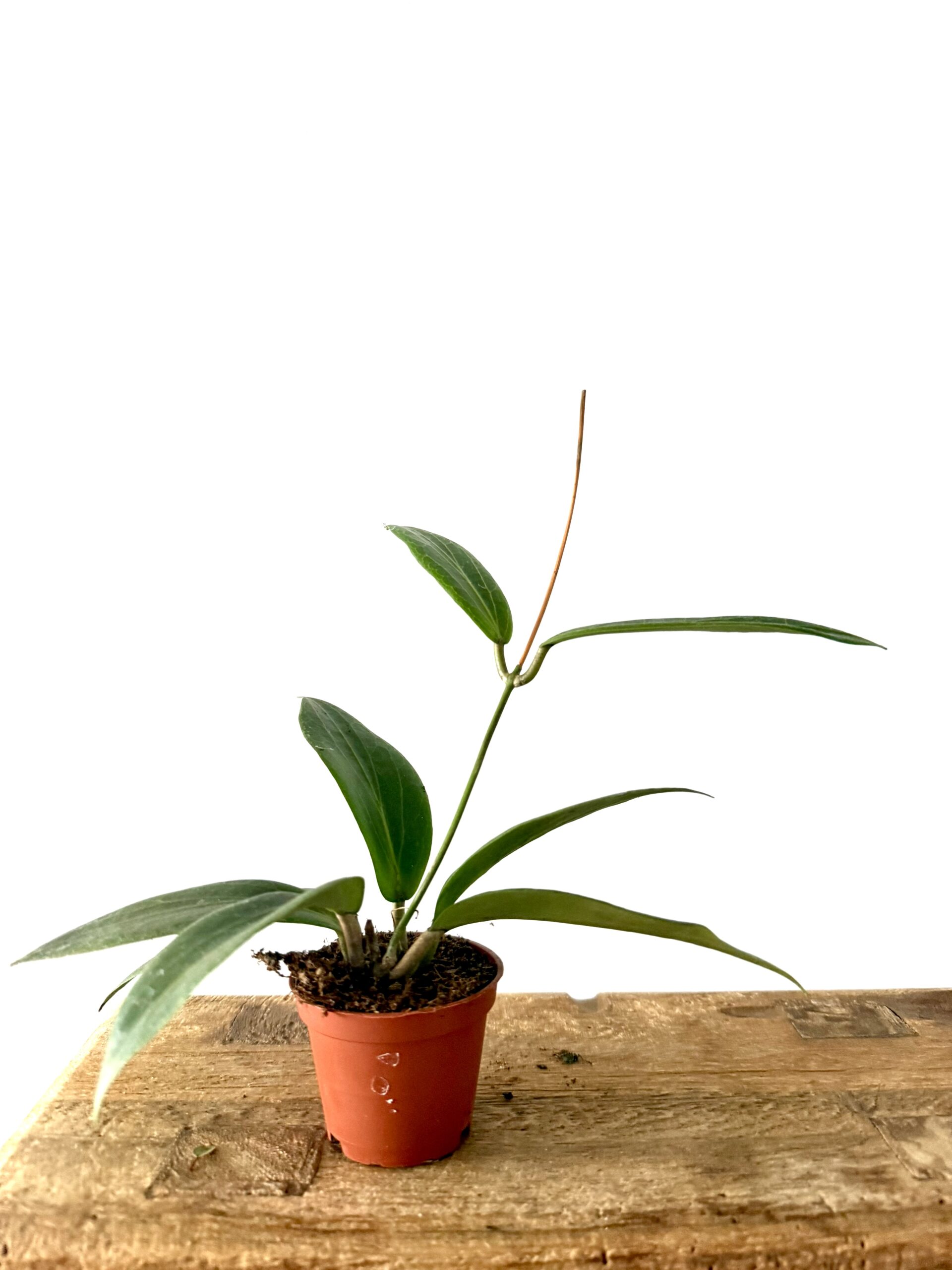 Hoya soligamiana - Imagen 2
