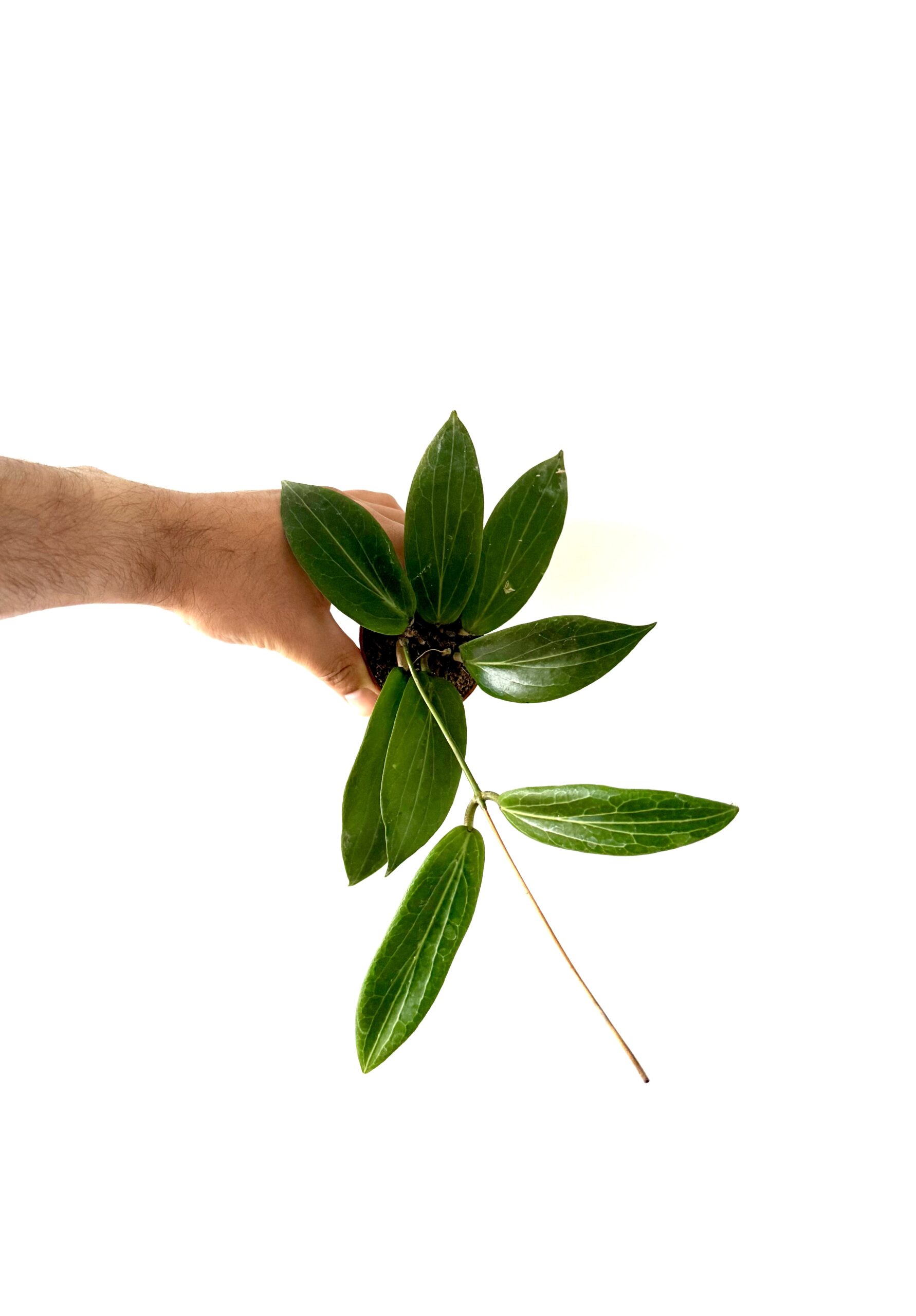 Hoya soligamiana