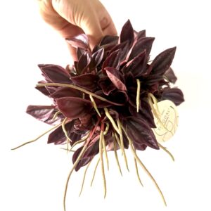 Peperomia 'Cayenne'