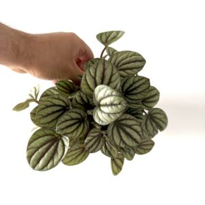 Peperomia 'Mystique'