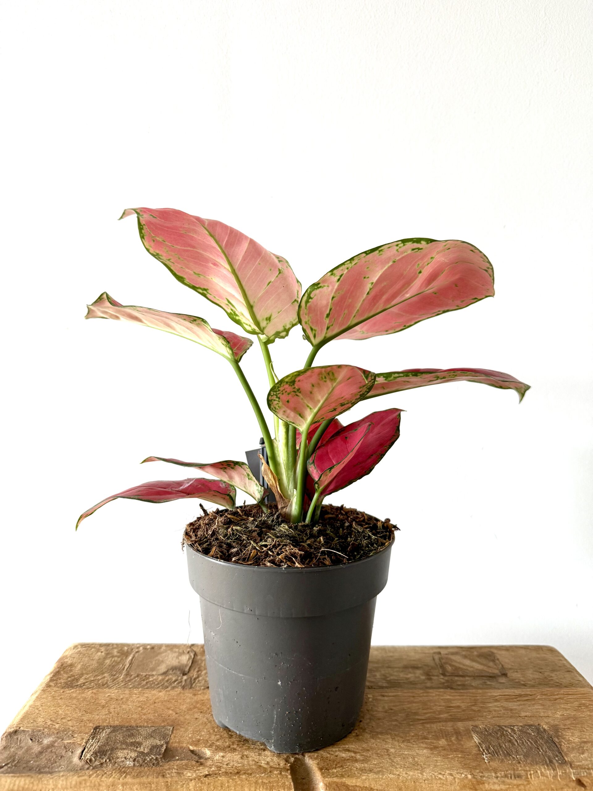 Aglaonema 'Red Joy'