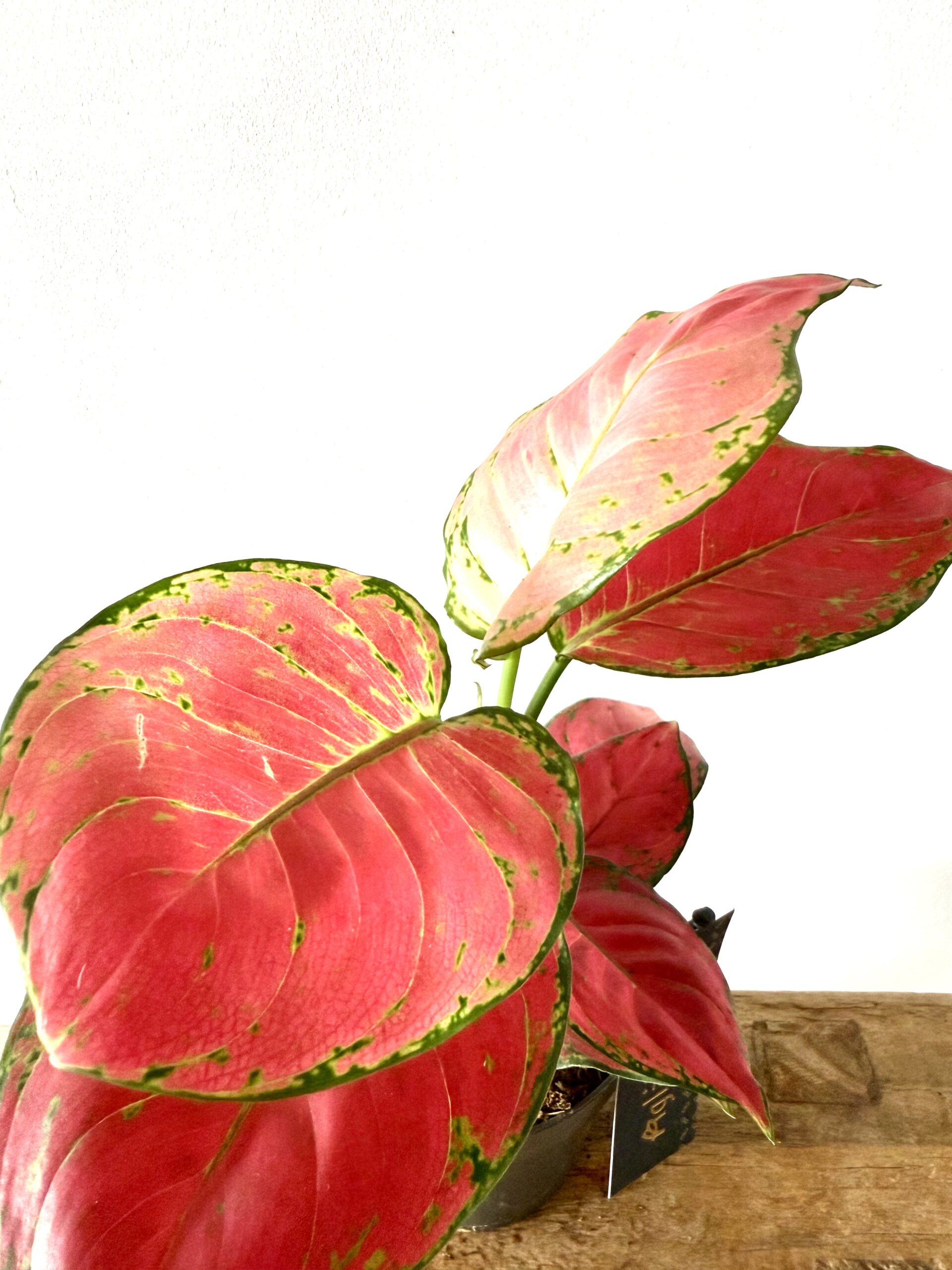 Aglaonema 'Red Joy' - Imagen 2