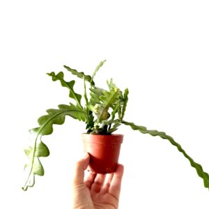 Epiphyllum anguliger