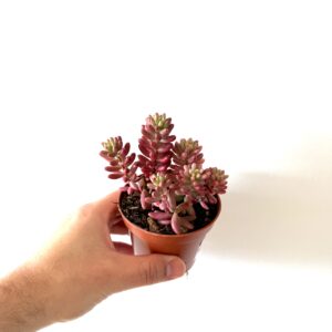 Sedum Rubrotinctum Aurora