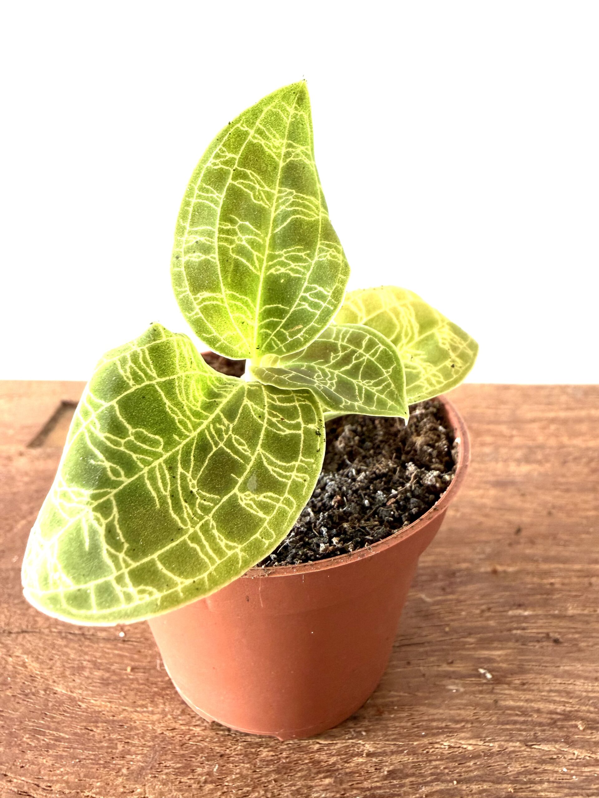 Macodes petola - Imagen 2