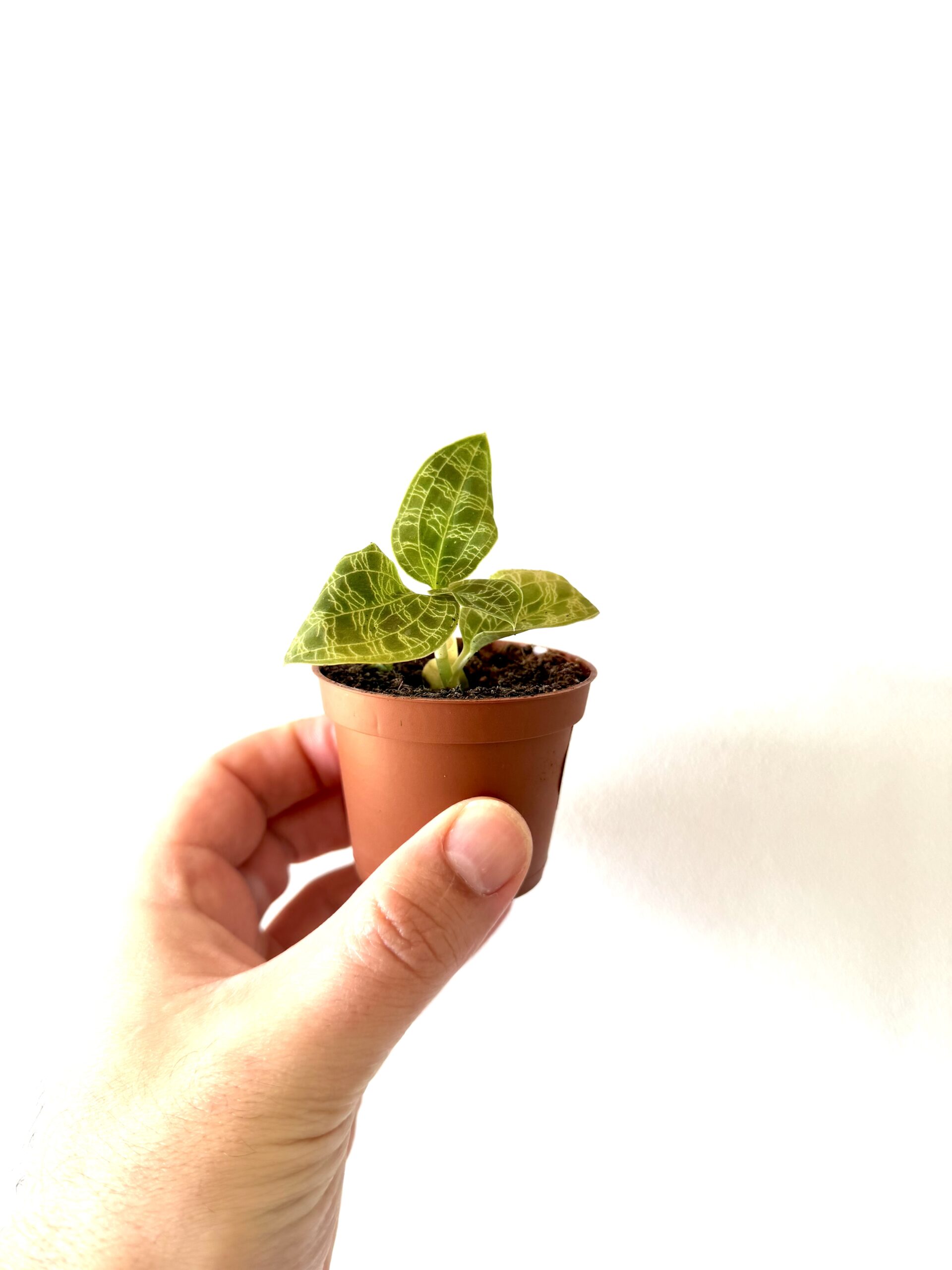Macodes petola - Imagen 3