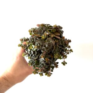 Sedum makinoi Tornado
