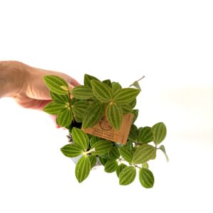 Peperomia Angulata