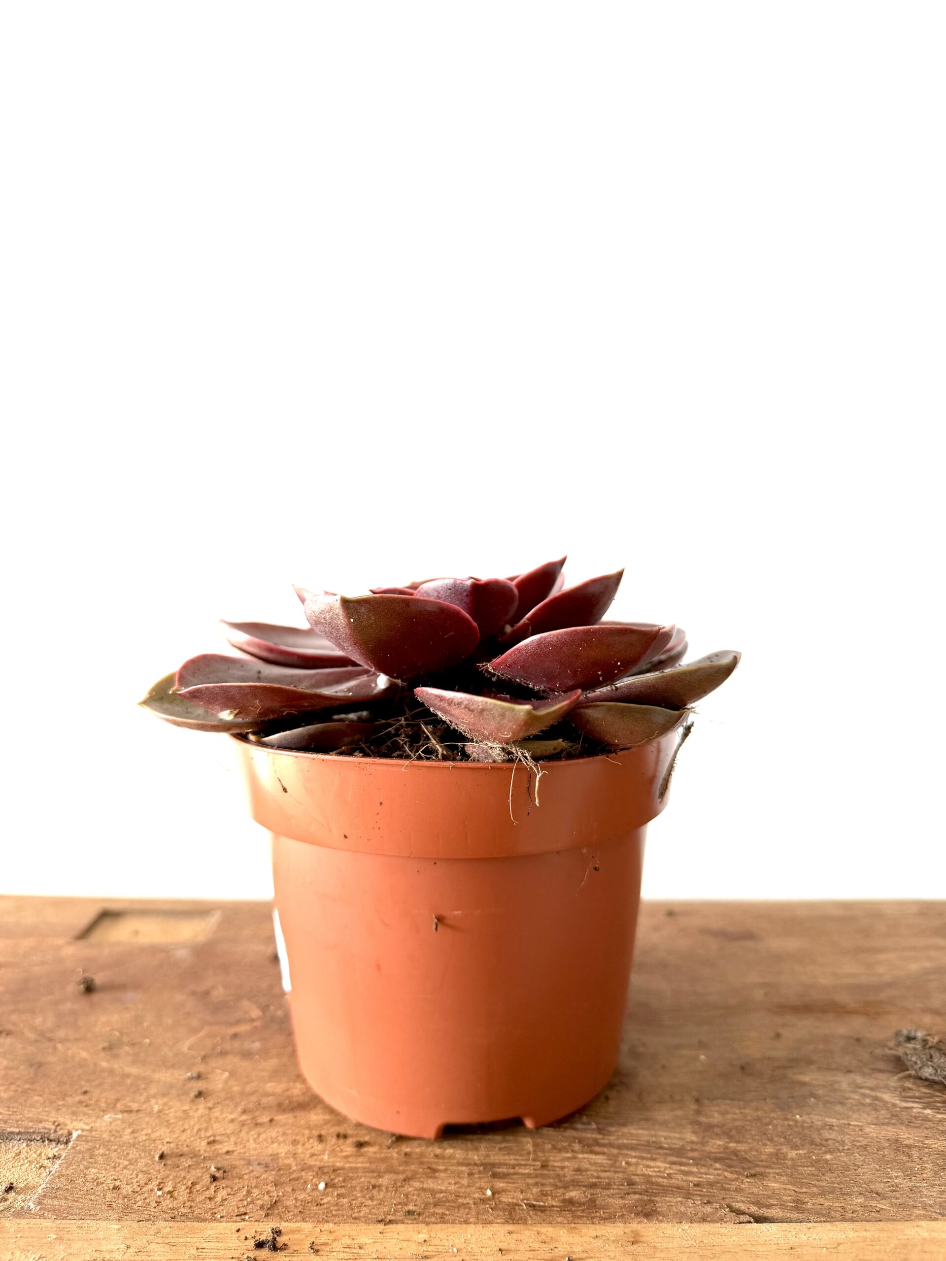 Echeveria ‘Red Ruby’ - Imagen 2