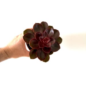 Echeveria ‘Red Ruby’
