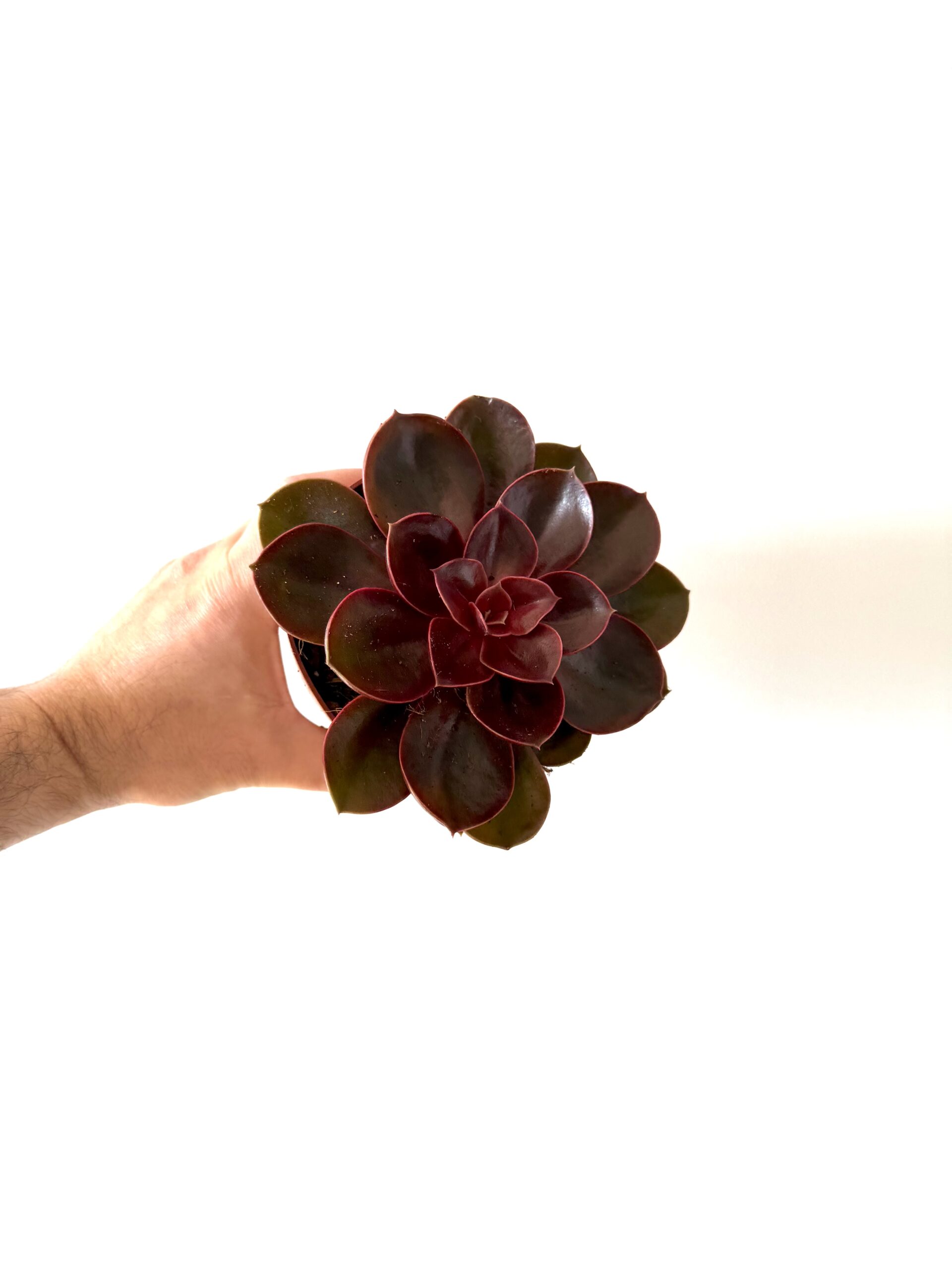 Echeveria ‘Red Ruby’