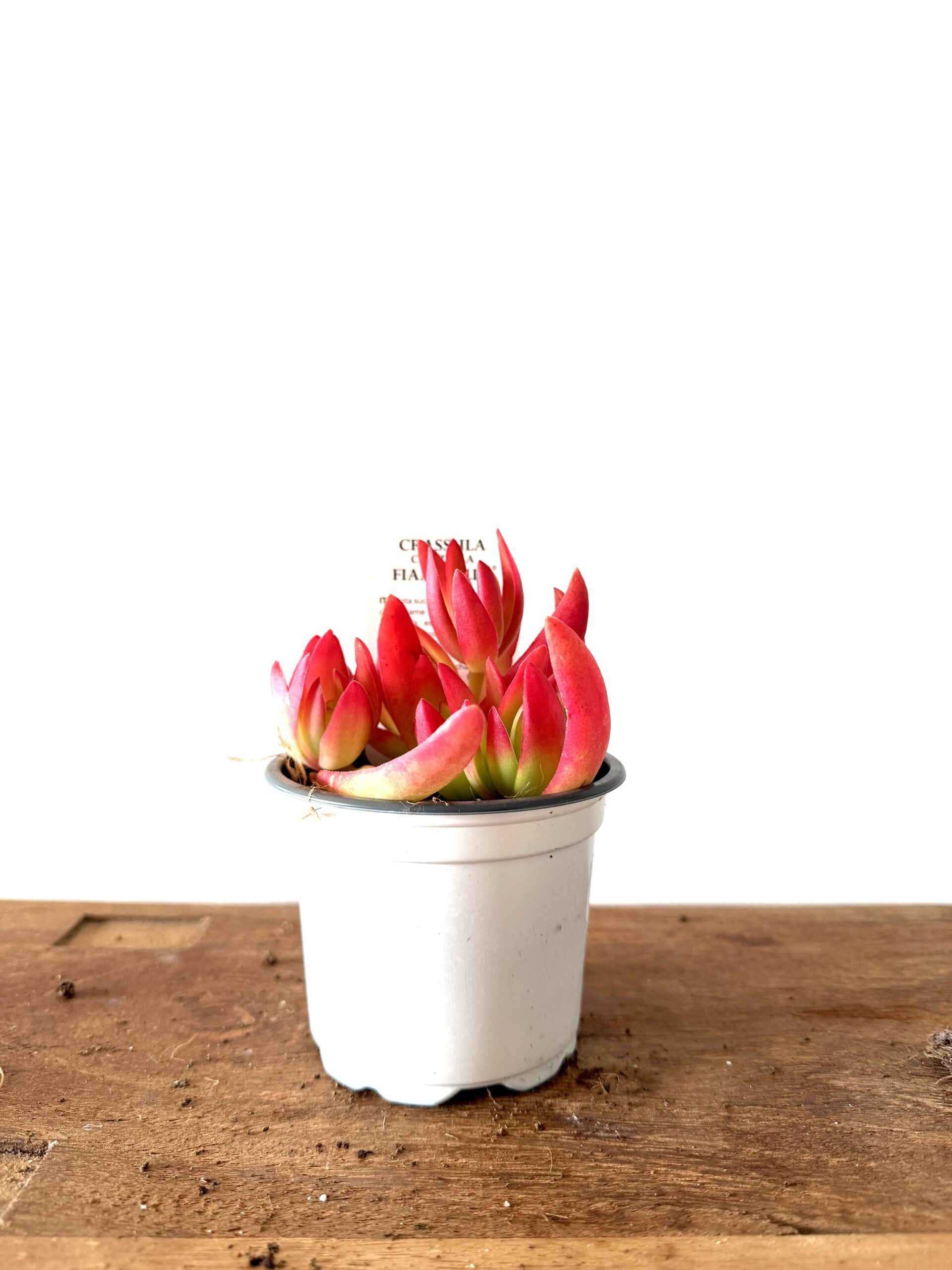 Crassula capitella campfire