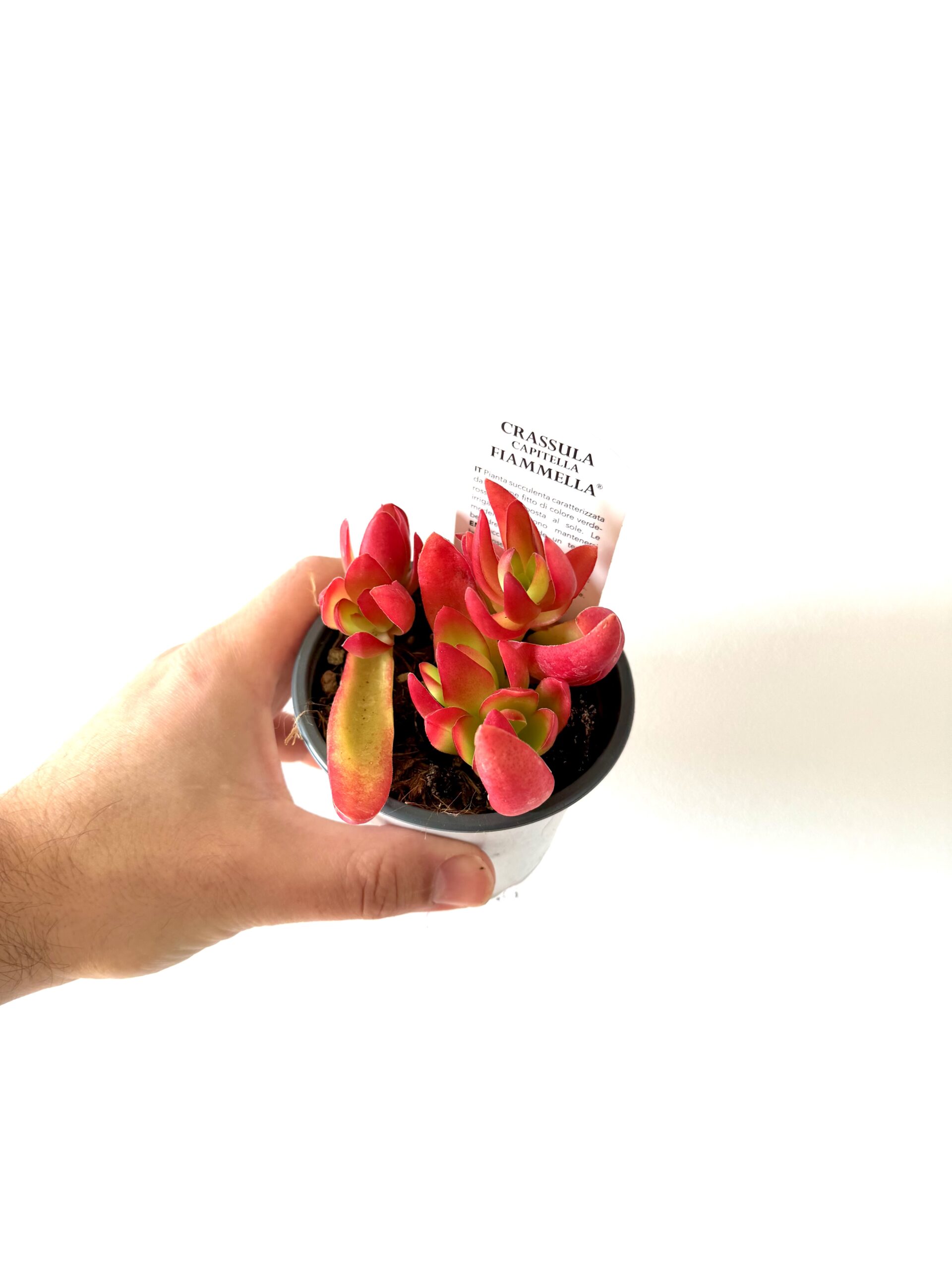 Crassula capitella campfire - Imagen 2
