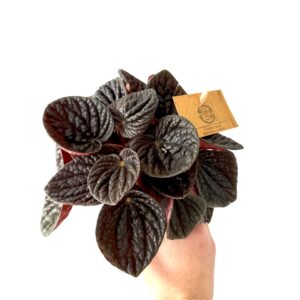 Peperomia ‘Chocolate’