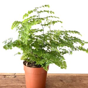 Adiantum ‘Fritz Luthi’
