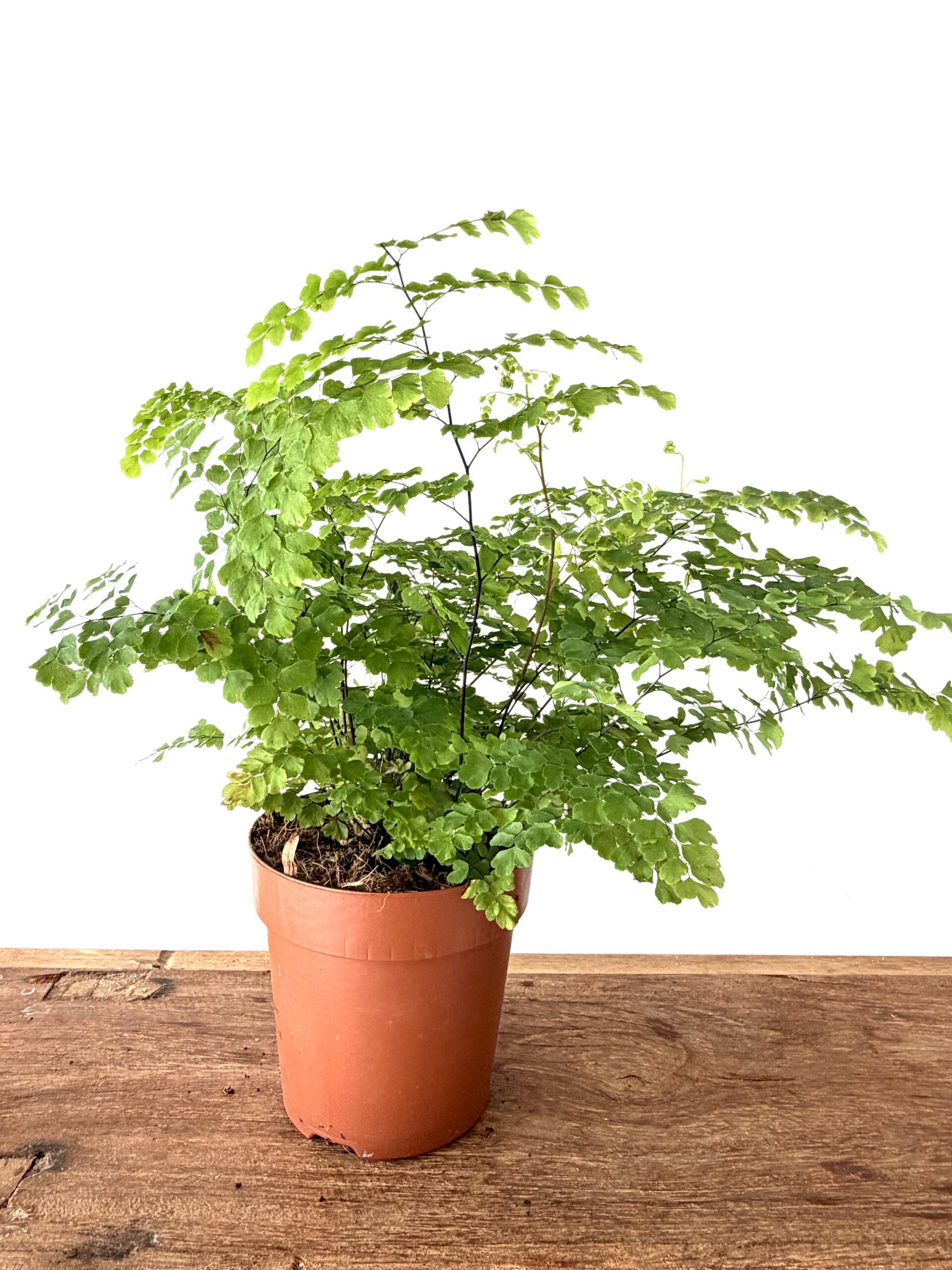 Adiantum ‘Fritz Luthi’