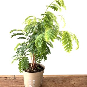 Tamarindus indica
