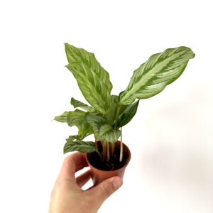 Calathea Flame Star