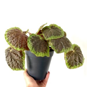 Begonia dongoaanesi