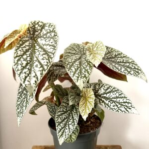 Begonia Snow Capped