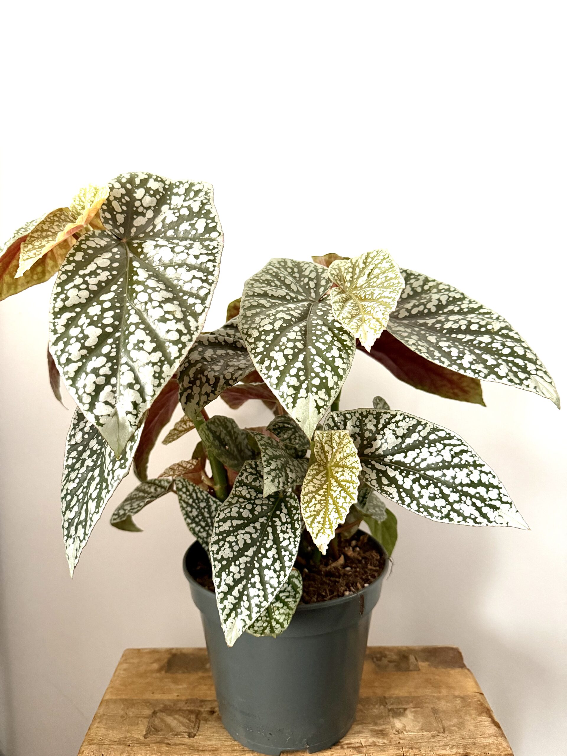 Begonia Snow Capped