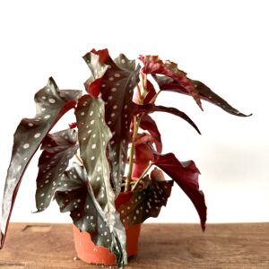 Begonia maculata ‘Black Wing’