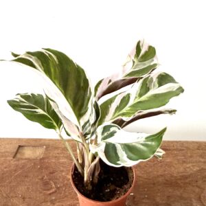 Calathea White Fussion