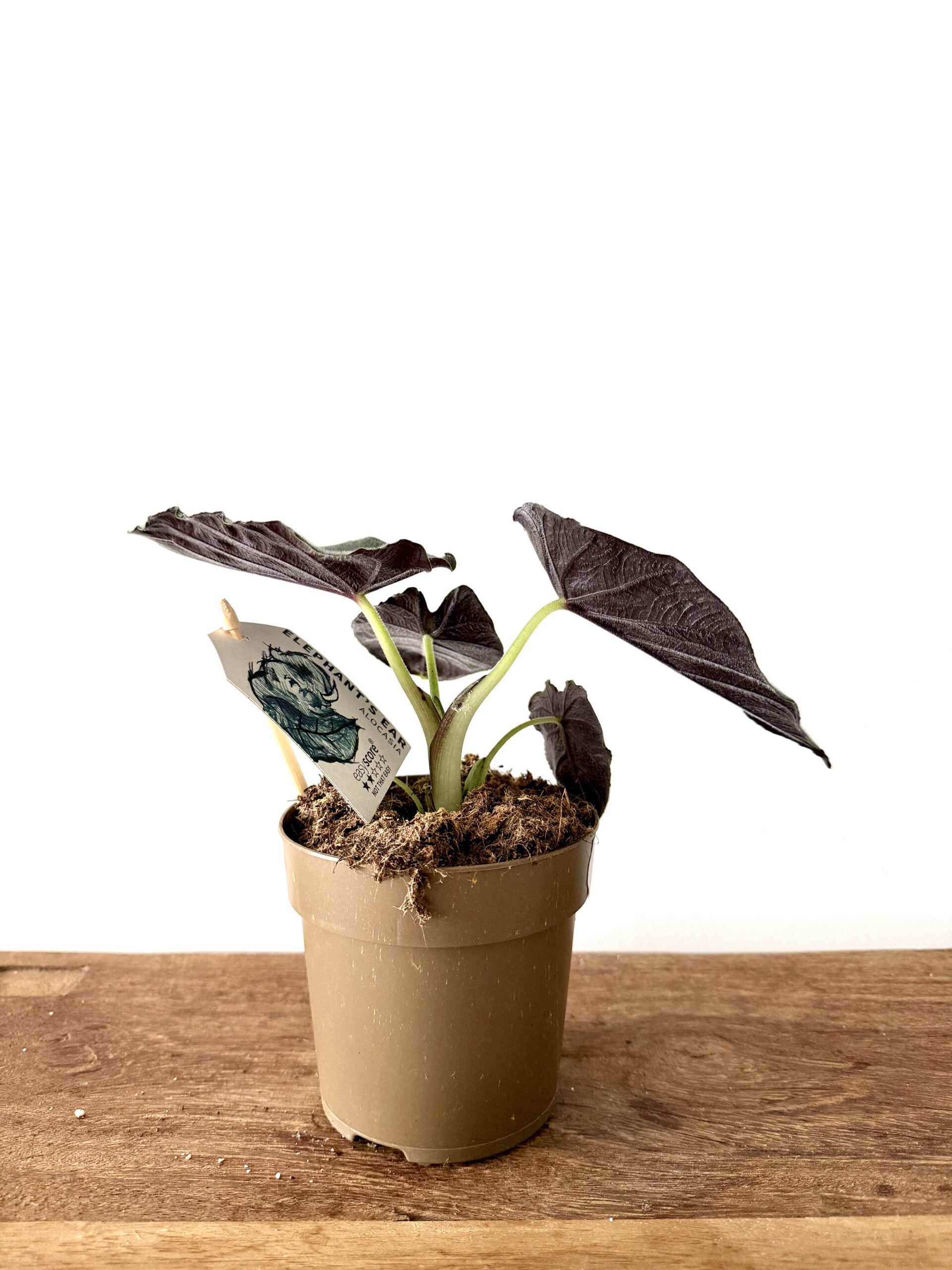 Alocasia ‘Antoro Velvet’ - Imagen 2