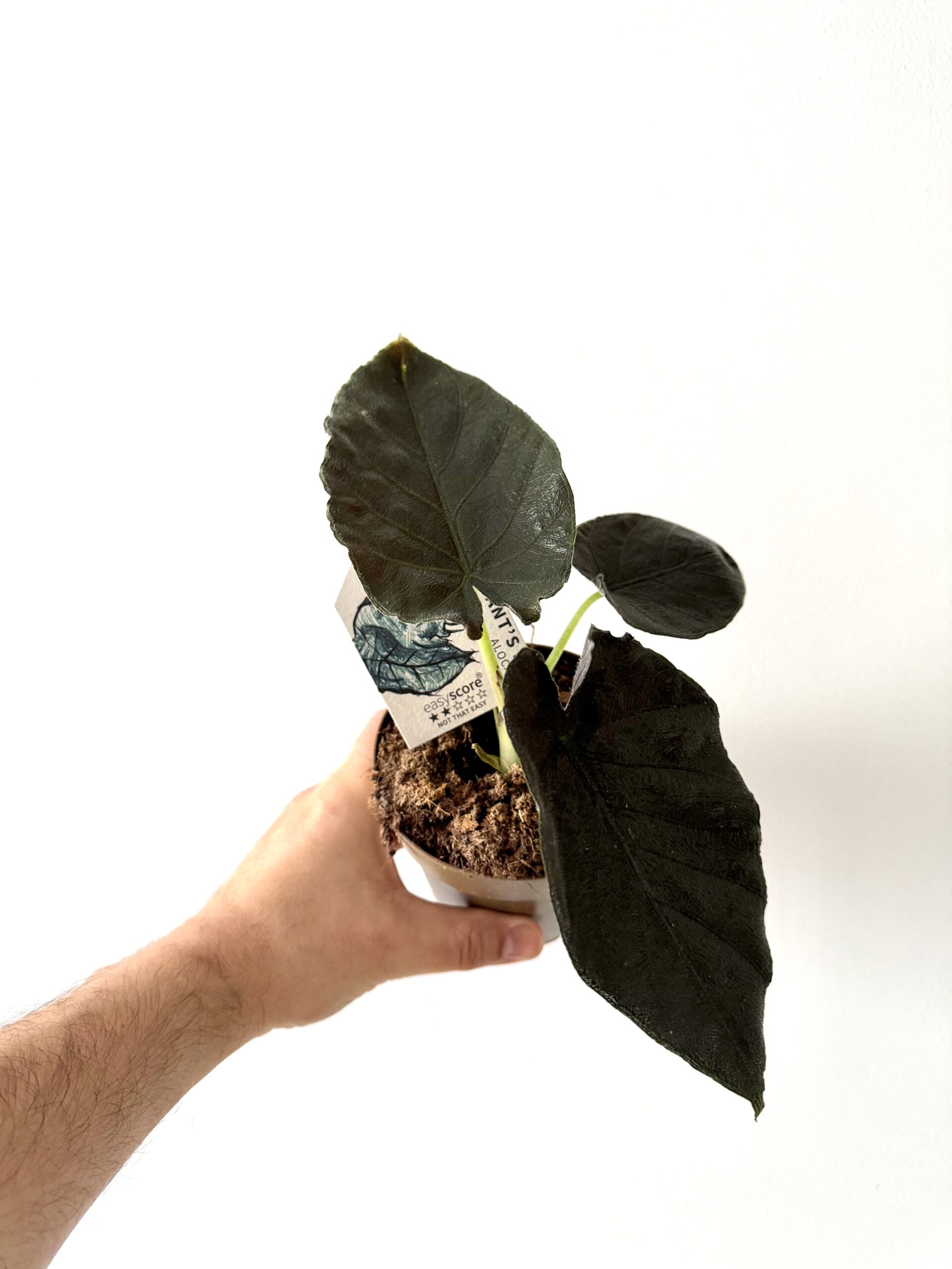 Alocasia ‘Antoro Velvet’