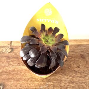 Aeonium ‘Negrum’