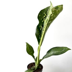 Dieffenbachia ‘Crocodile'
