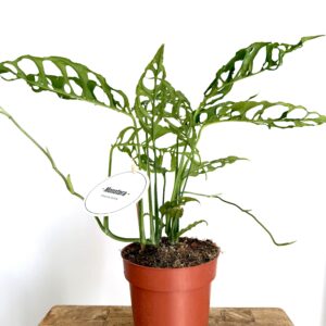 Monstera Obliqua