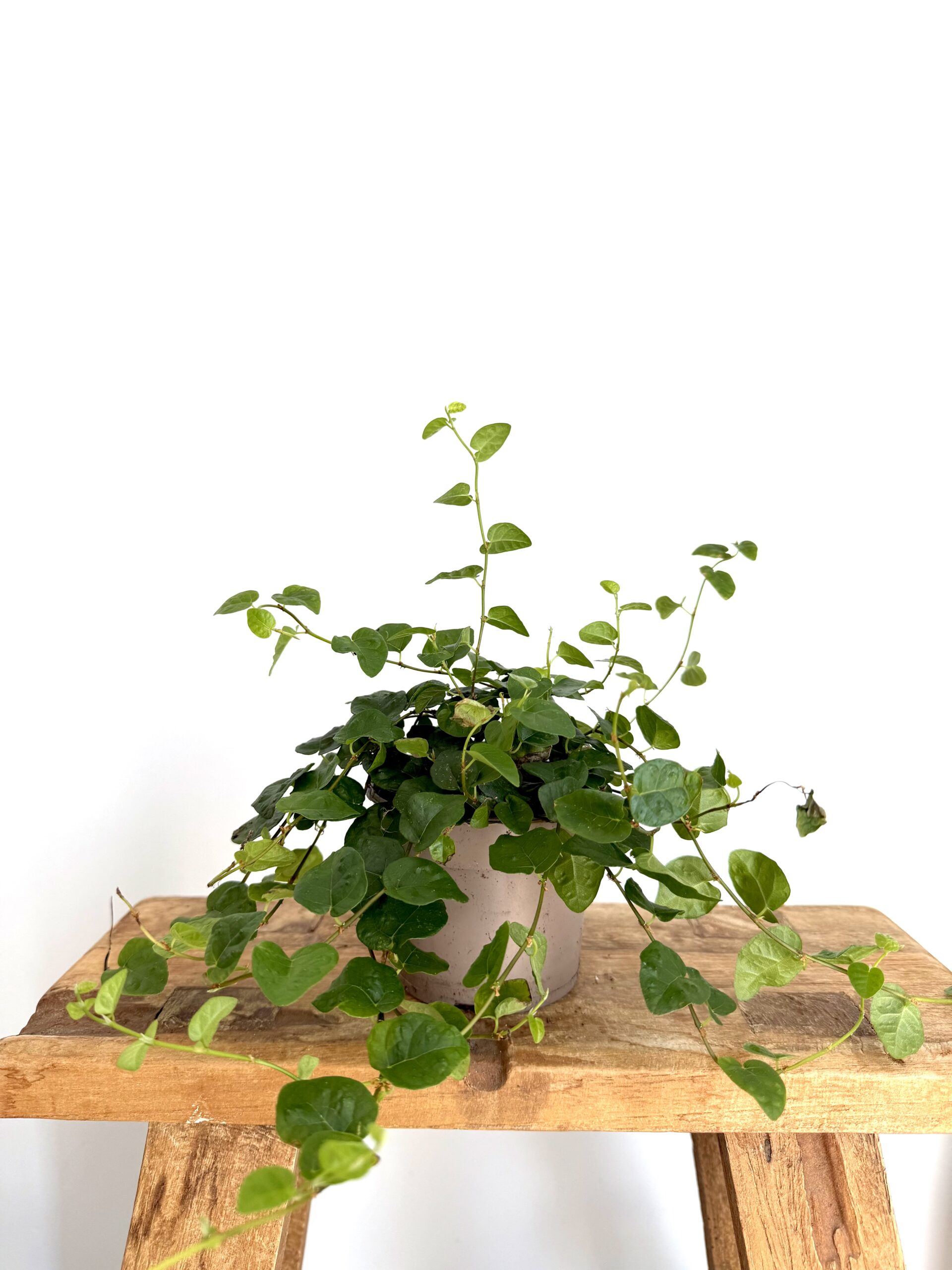 Ficus ‘Sunny Green’