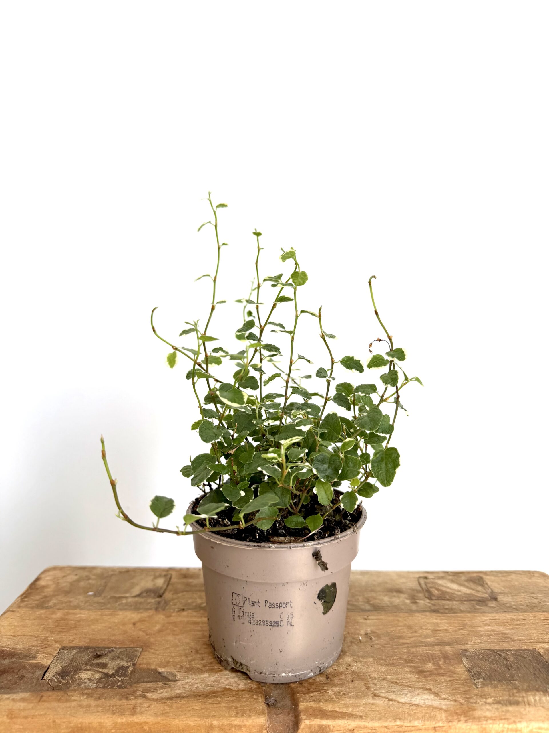 Ficus ‘White Sunny’ - Imagen 2