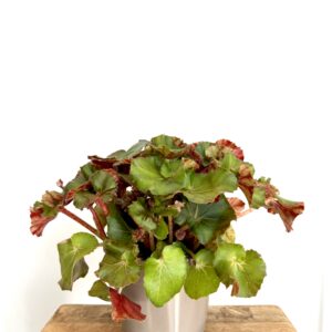 Begonia Jungle Wonders
