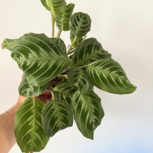 Maranta leuconeura ‘Shadow’