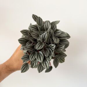 Peperomia ‘Palermo’