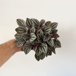 Peperomia ‘Tender Toscane’