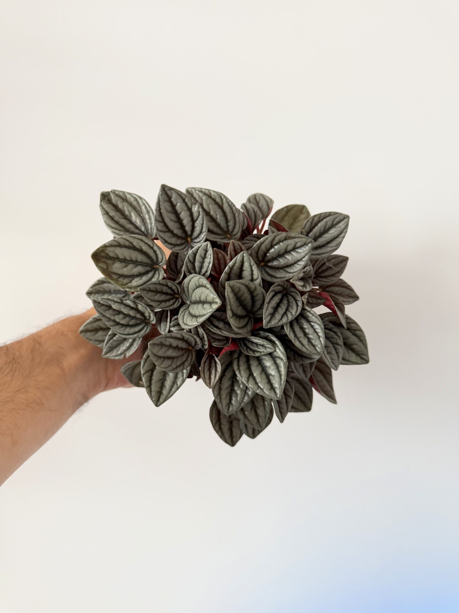 Peperomia ‘Tender Toscane’