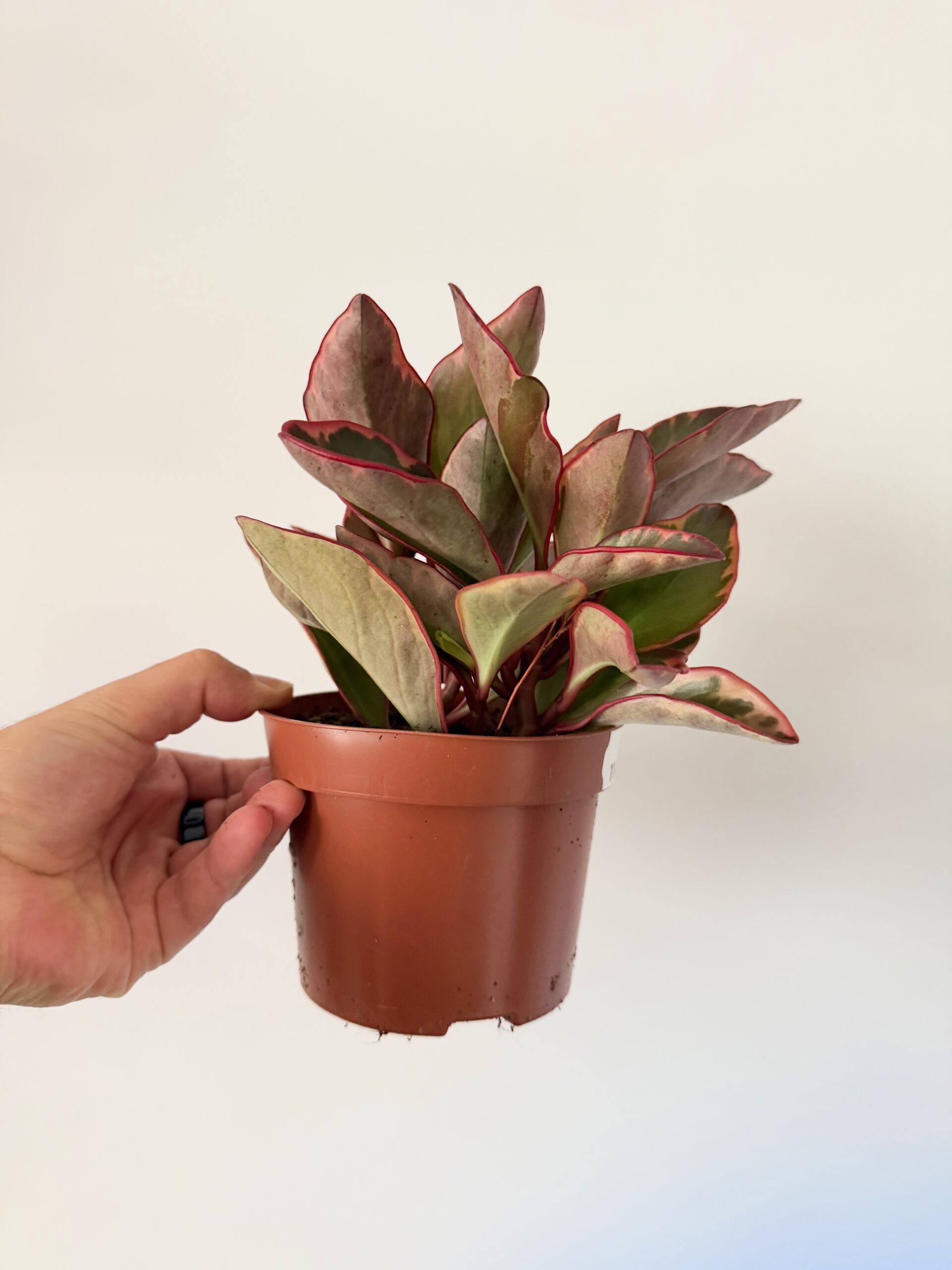 Peperomia ‘Jellie’ - Imagen 2