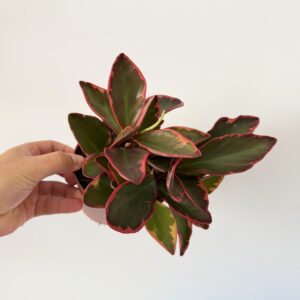 Peperomia ‘Jellie’