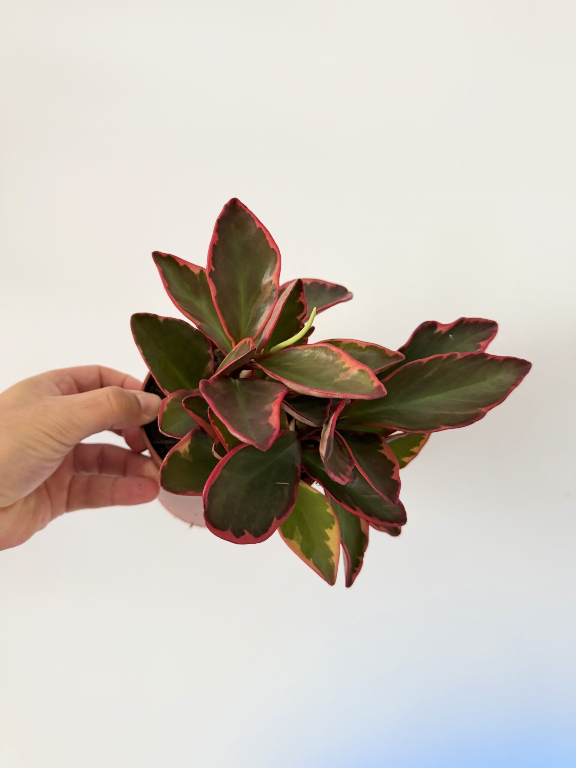 Peperomia ‘Jellie’