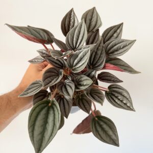 Peperomia ‘Mendoza’