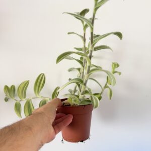 Tradescantia sillamontana variegata